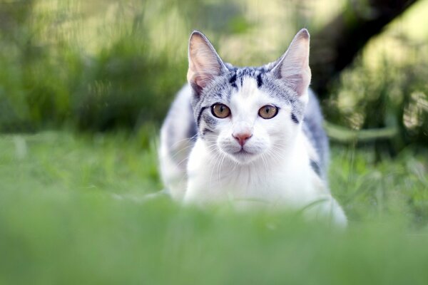 El gato se acuesta en la hierba y descansa