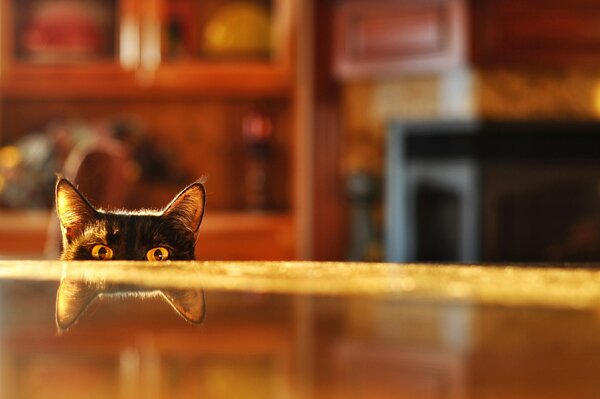 Chat furtivement de sous la table avec un reflet