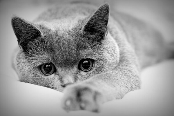 Gato con ojos tristes tira de su pata