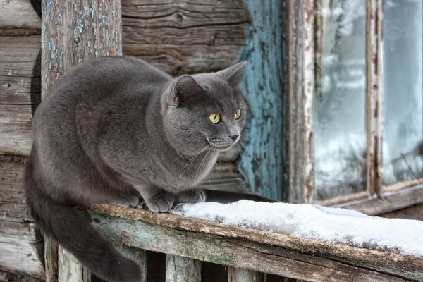 A gray cat is sitting near an old hut on a winter day