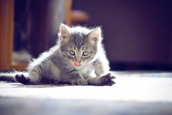 Il gattino si lava al sole