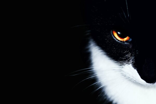 The cunning eye of a black and white cat on a black background