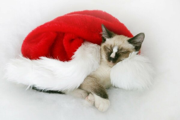 El gato duerme en el sombrero de papá Noel