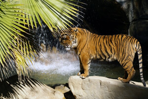 Tigre entouré de palmiers, de chutes d eau et de pierres