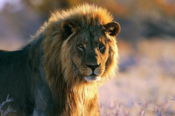 Wild cat - lion with a magnificent mane