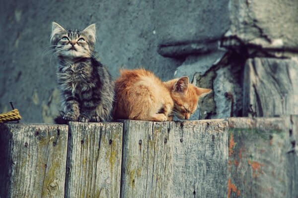 Chatons gris et roux assis sur la clôture