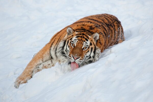 A big tiger is lying on the snow