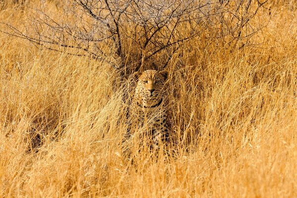 Leopard in the grass and prickly tree