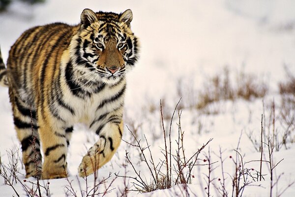 Tigre rayado Olet sobre la nieve blanca