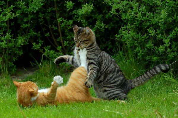 Rothaarige und graue Kung-Fu-Katzen auf grünem Rasen