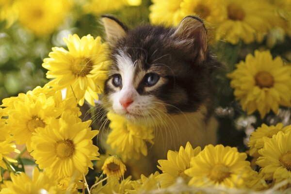 Chaton mignon parmi les chrysanthèmes