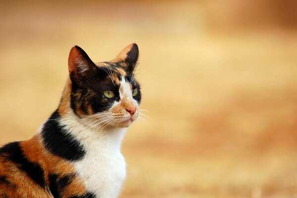 Chat domestique tricolore dans la nature