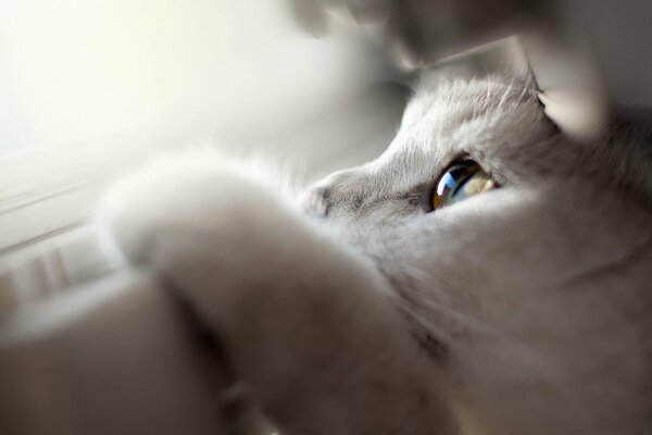 A small cat next to the window