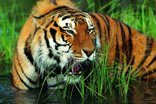 Tiger hat die Schnauze im Wasser entblößt