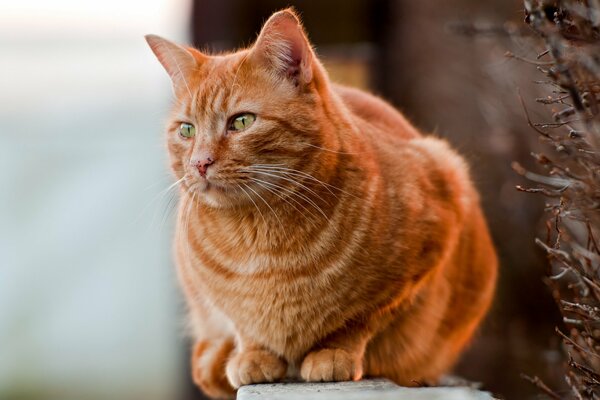 A thoroughbred cat with a red color