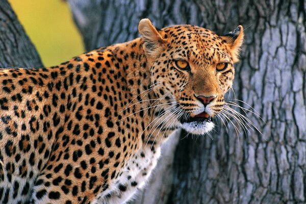 Gatto selvatico - leopardo arrabbiato su un albero