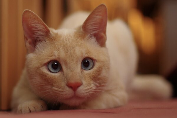 White cat with blue eyes