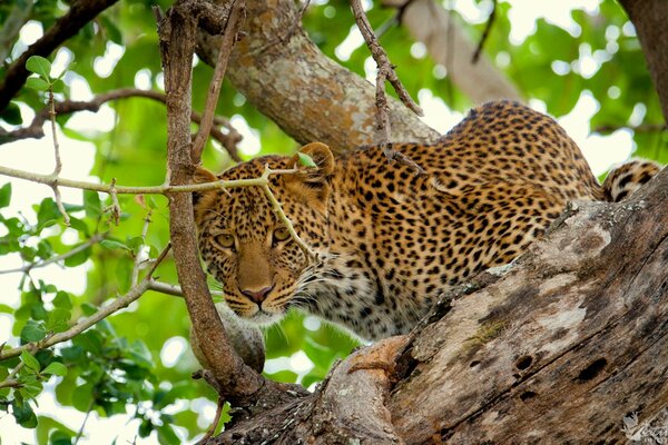 Leopardo con sguardo predatorio nel fogliame sull albero