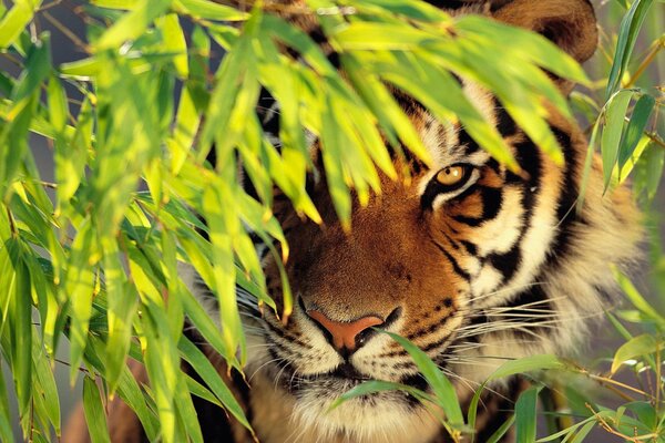 La tigre si appollaiò tra il fogliame, sporgendo il muso in piedi e guardando