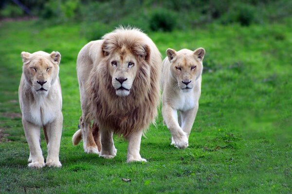 Un Lion et deux lionnes marchent sur l herbe