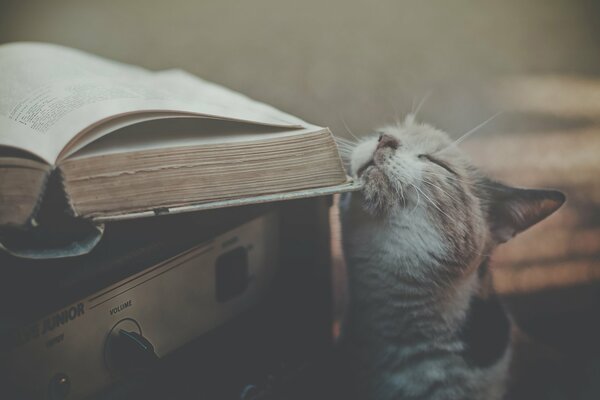 Eh, si les chats savaient lire