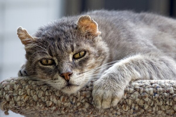 Linda cara de gato