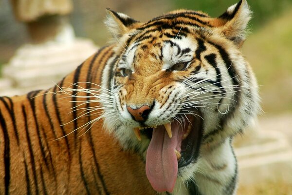 Tigre carnivora che mostra la lingua