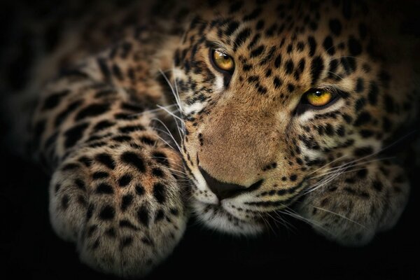 The imperious gaze of a spotted leopard