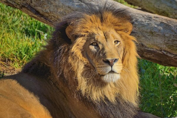 Le regard dangereux du museau du Lion