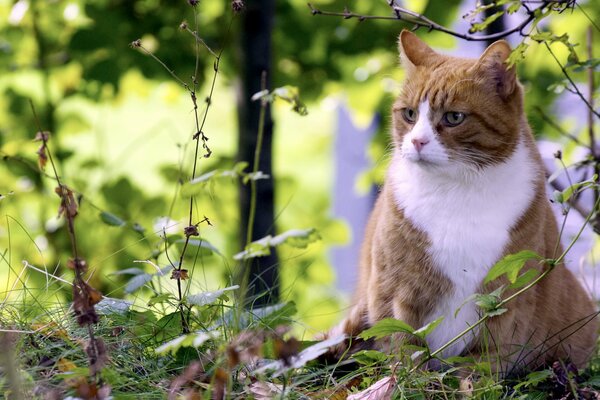 Rote Katze mit weißem Tannenbaum