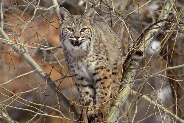 Unzufriedener Luchs, der auf einen Baum kletterte