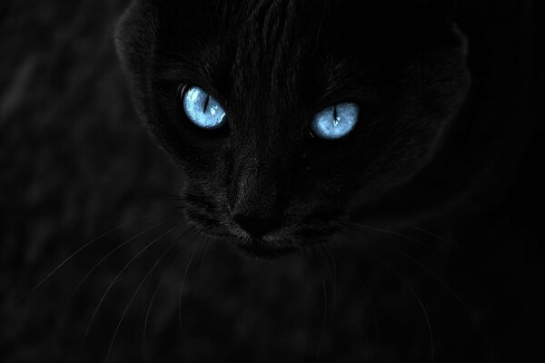 Black panther with blue eyes