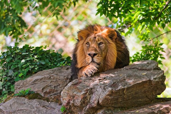 El León real descansa a la sombra de los árboles