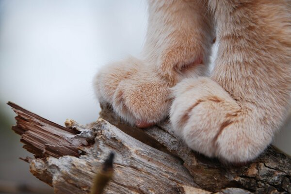 Pussy paws on a piece of wood