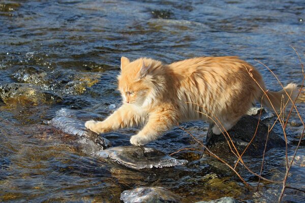 Fearless ginger cat in search of lunch