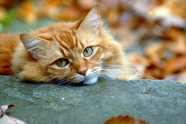 La mirada otoñal del gato rojo