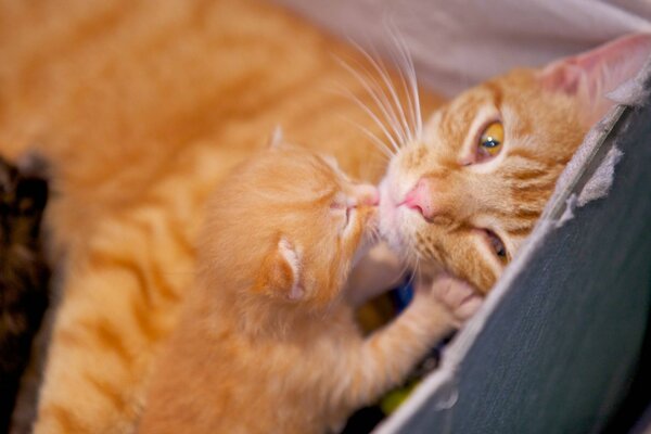 Photo of a cat with a kitten in a box