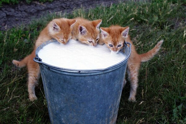 Tres gatitos pelirrojos beben leche de un cubo