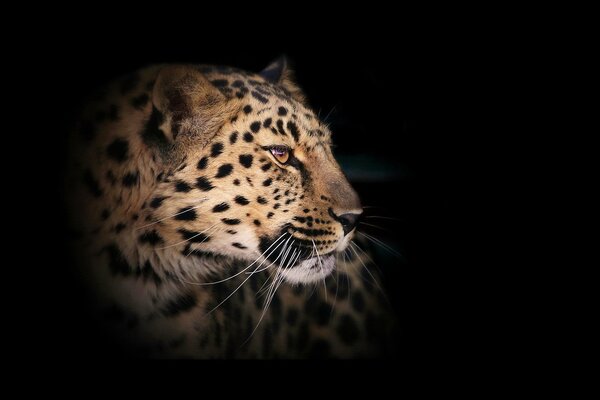 El leopardo Mira hacia un lado sobre un fondo negro