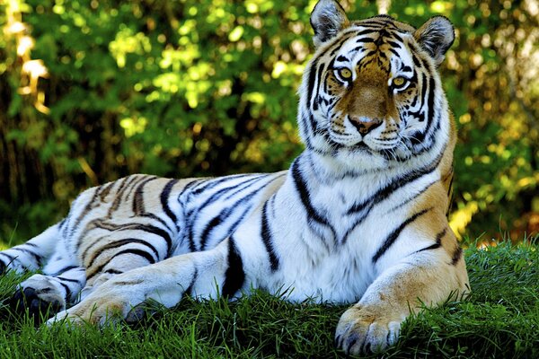 Un tigre depredador yace en la hierba verde