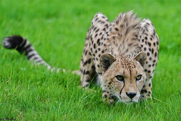 Gepard bereitet sich auf Beuteangriff vor