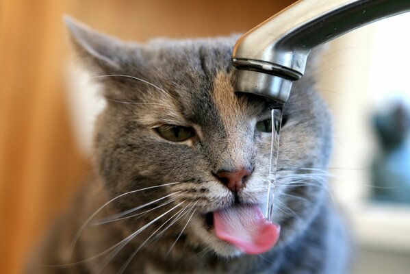 Die Katze löscht den Durst nach Wasser aus dem Wasserhahn