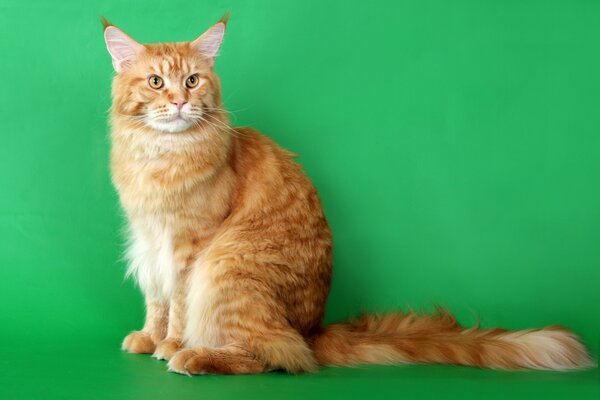 El gato rojo de la raza Maine Coon