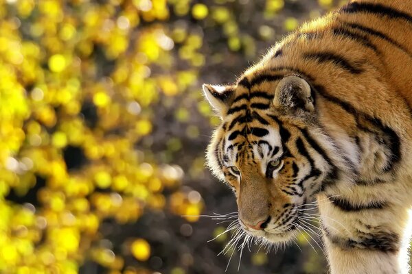 Ein gestreifter Tiger, ein Schnurrbart auf der Schnauze, steht und schaut zu