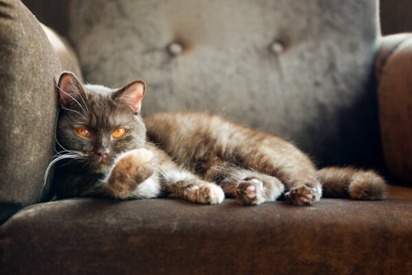 Chat britannique aux yeux rouges se trouve dans une chaise