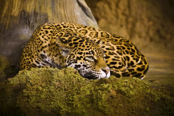 Jaguar repose sur une pierre verte