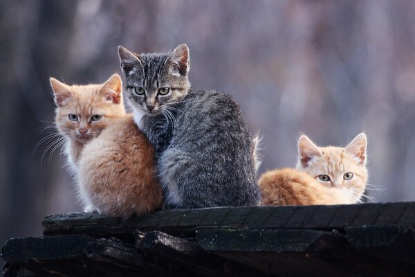 Tres gatitos sentados en un árbol