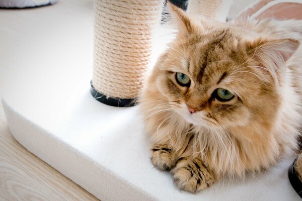 Chat à la maison