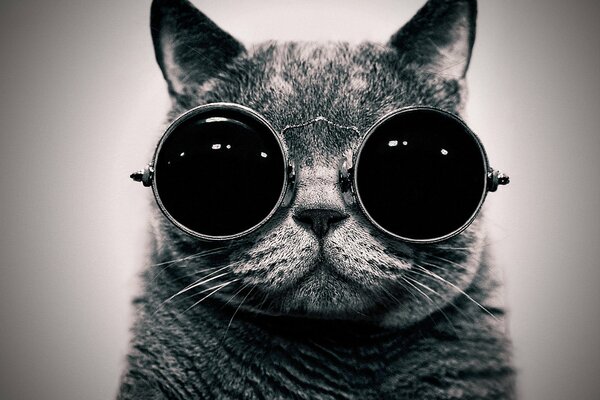 CB portrait of a cat with round glasses