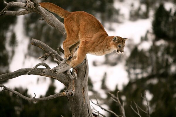 Cougar Predator che salta dall albero